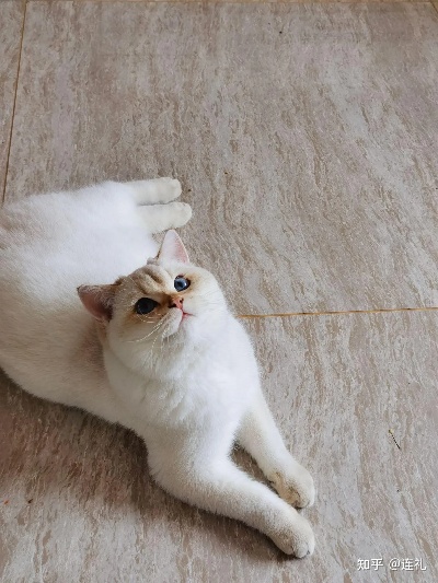 猫黄金点正确使用方法,猫黄金点使用技巧分享