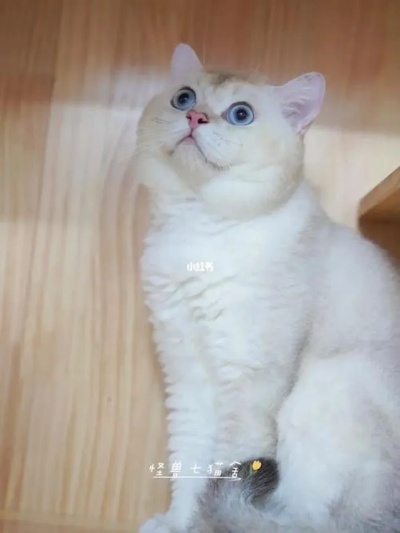 猫黄金点正确使用方法,猫黄金点使用技巧分享