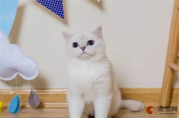 猫黄金点正确使用方法,猫黄金点使用技巧分享
