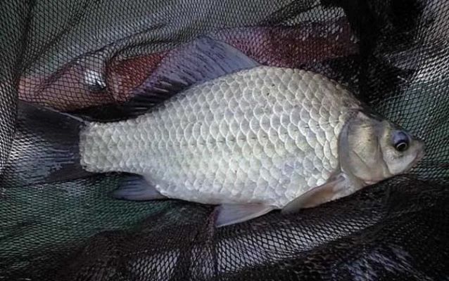 黄金期钓鲫鱼技巧大揭秘，黄金期最佳鲫鱼钓点分享