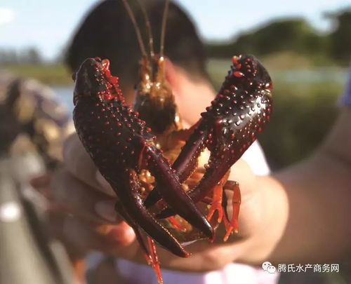 黄金大虾养殖技巧大揭秘，黄金大虾养殖经验分享