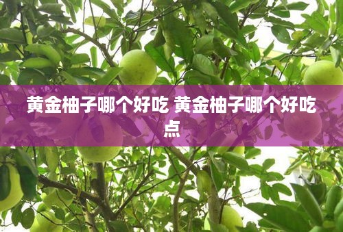 黄金柚子哪个好吃 黄金柚子哪个好吃点
