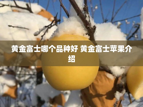 黄金富士哪个品种好 黄金富士苹果介绍