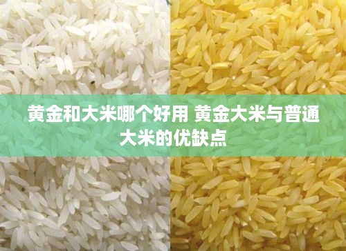 黄金和大米哪个好用 黄金大米与普通大米的优缺点