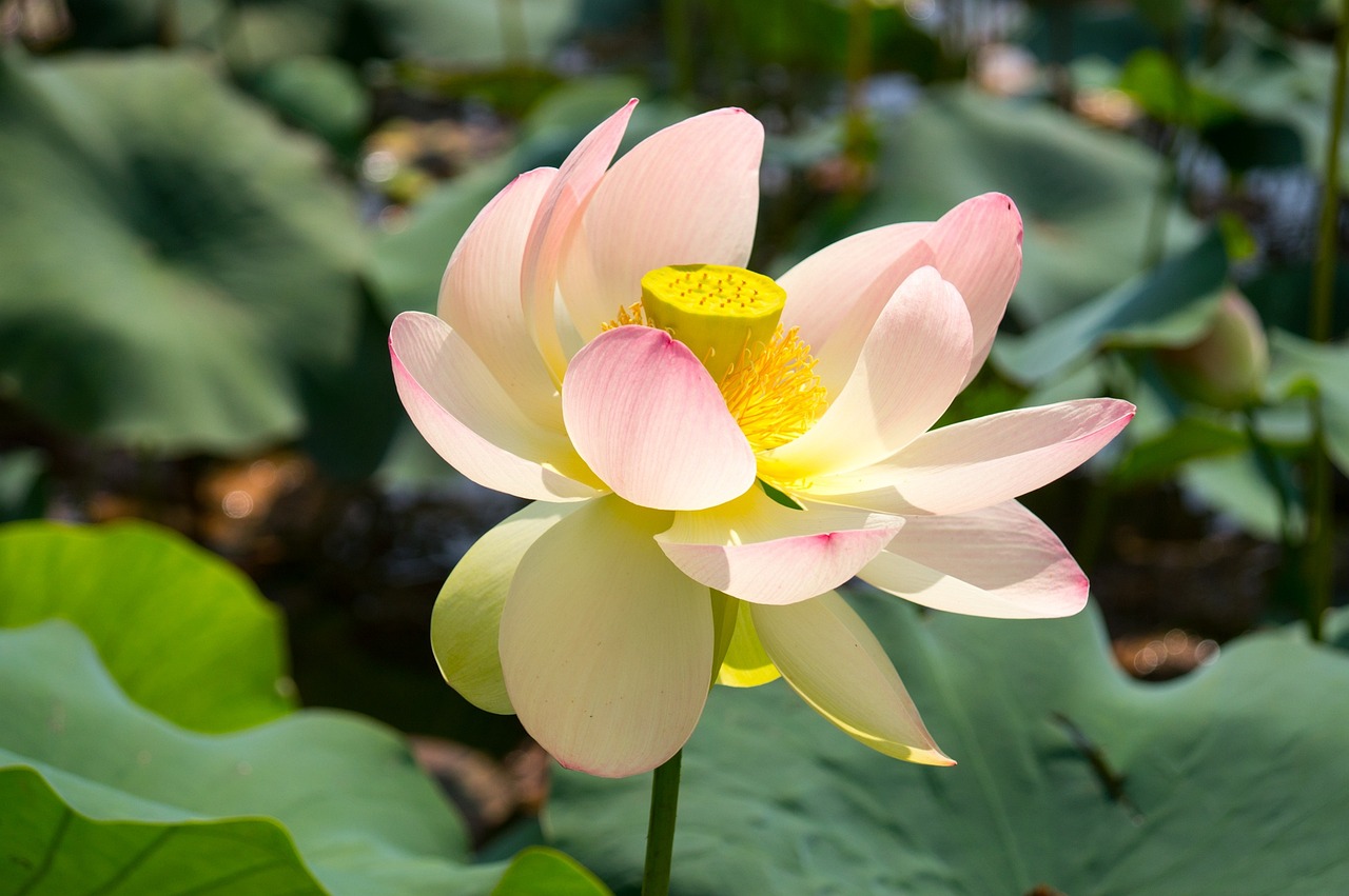 荷花黄金叶哪个好 黄金叶和荷花