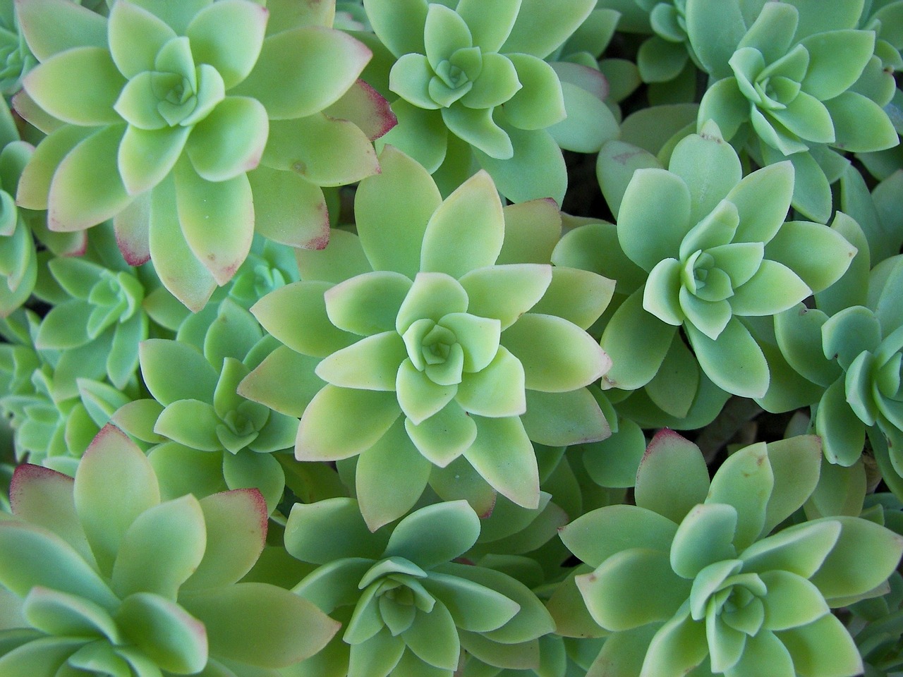 黄金草的种植与养护，多肉植物黄金草的养护指南