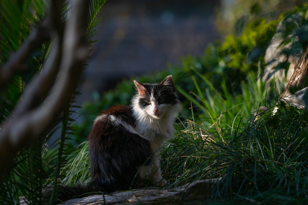 猫和老鼠黄金王子哪个好 猫和老鼠黄金能和钻石玩吗