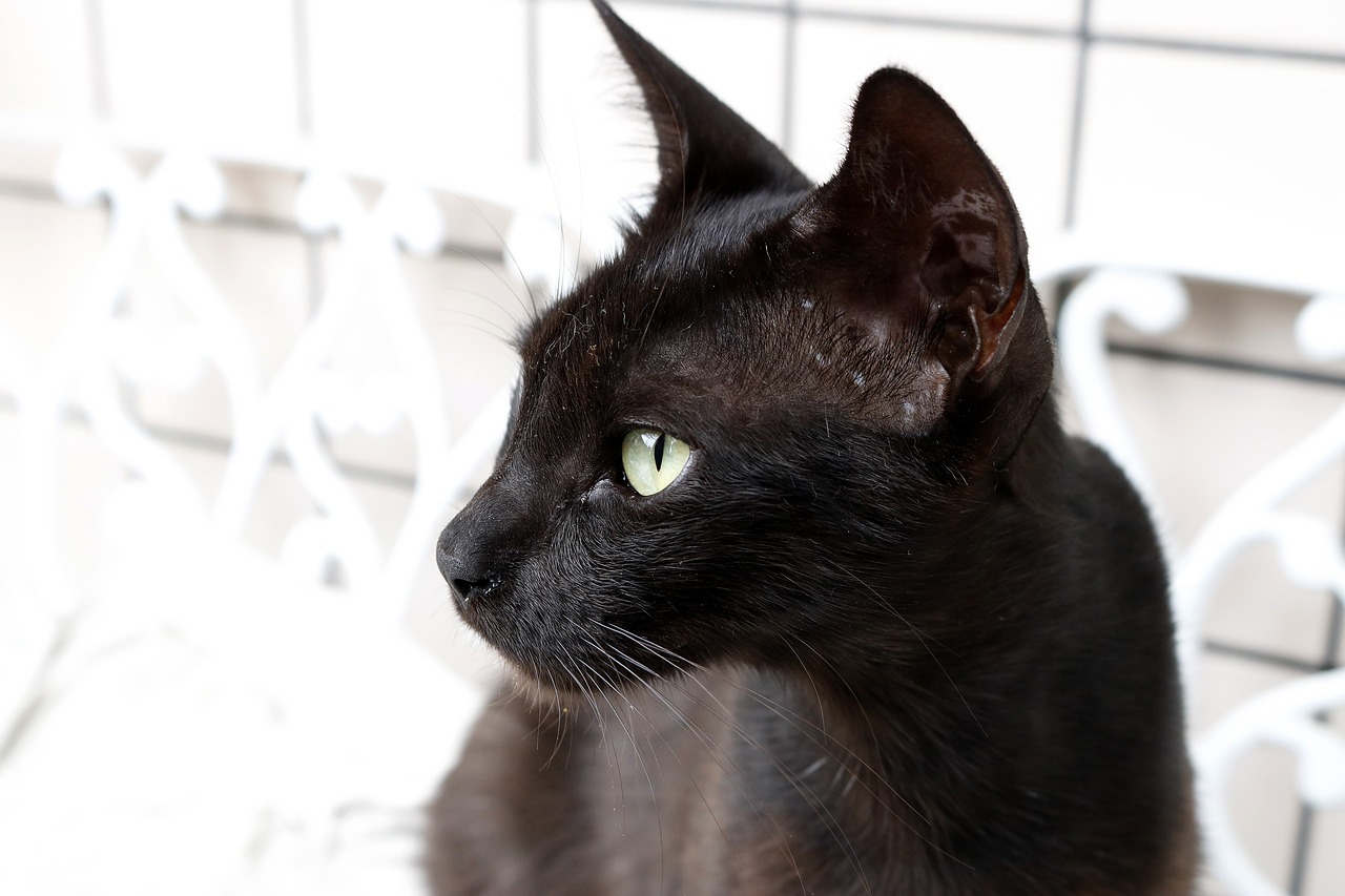 猫和老鼠黄金猫全面解析，特性、价值与文化象征