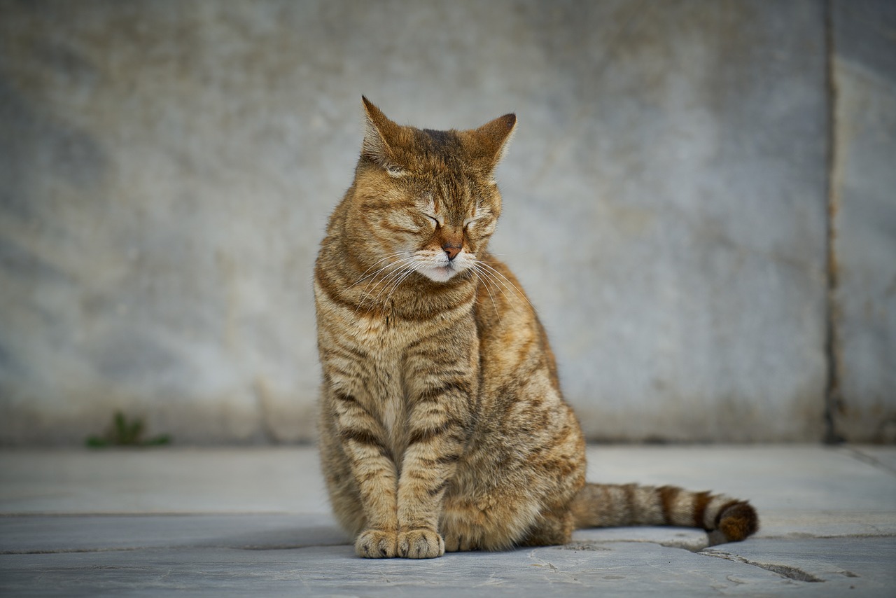 猫和老鼠，黄金之翼的挑战与攻略