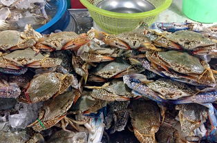 探索餐饮界的星辰大海，五款不容错过的美食品牌