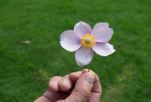 羊小咩享花卡自己取现可以吗 羊小咩享花卡，自己取现攻略，轻松操作指南！