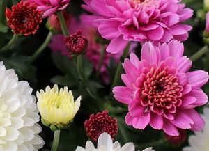 抖音月付宜享花套出来攻略