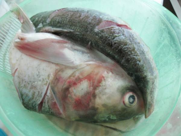 红烧胖头鱼的做法窍门 红烧胖头鱼的做法胖头鱼怎么做好吃