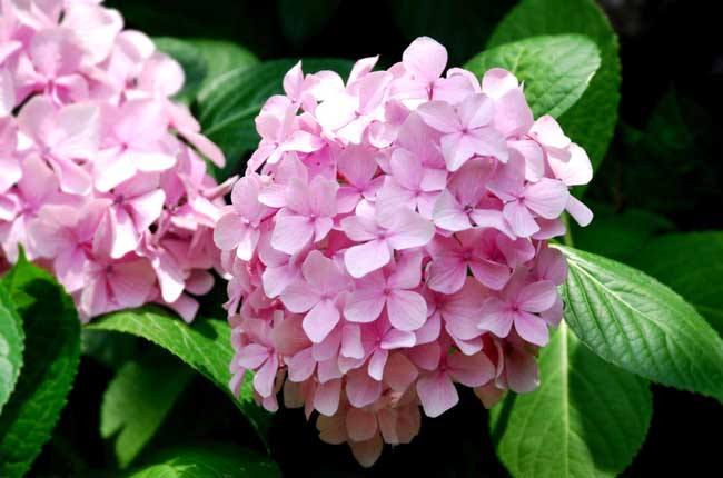 是什么花(花中皇后是什么花?)