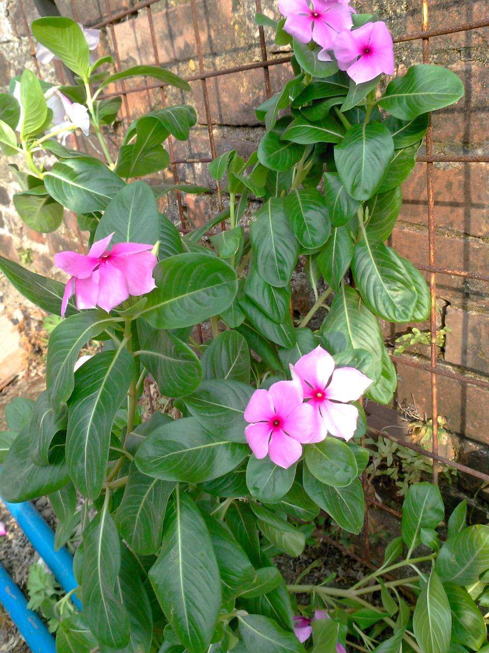 是什么花(花中皇后是什么花?)