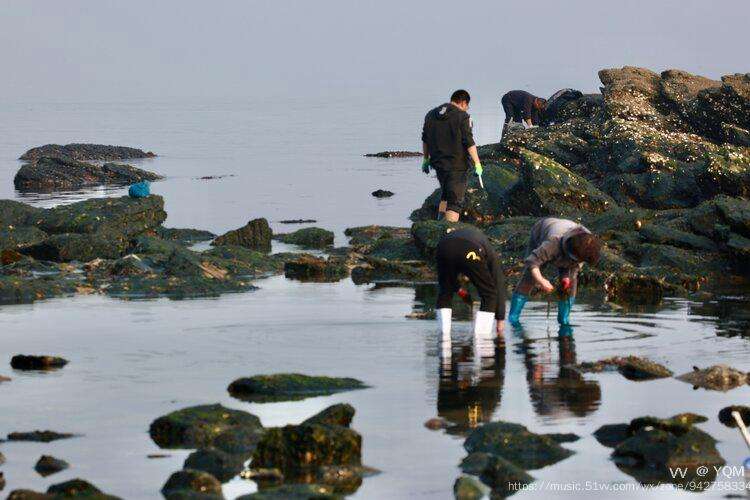 大连赶海去哪里(大连赶海好地方在哪里)