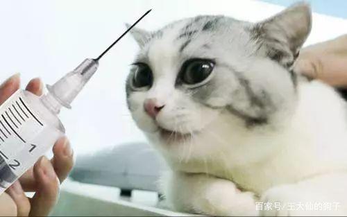 猫疫苗打哪里(猫疫苗要打哪里)