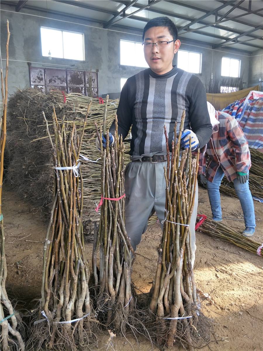 哪里有核桃苗(哪里有核桃苗卖)