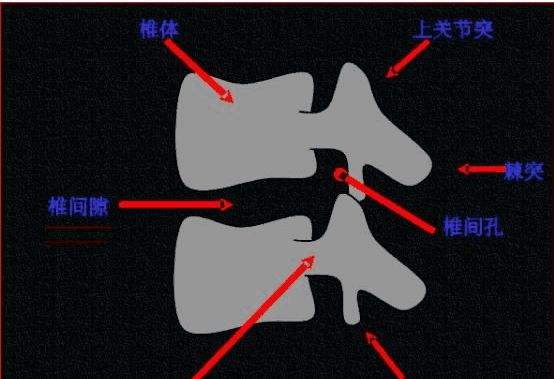 骨什么(骨什么结构)