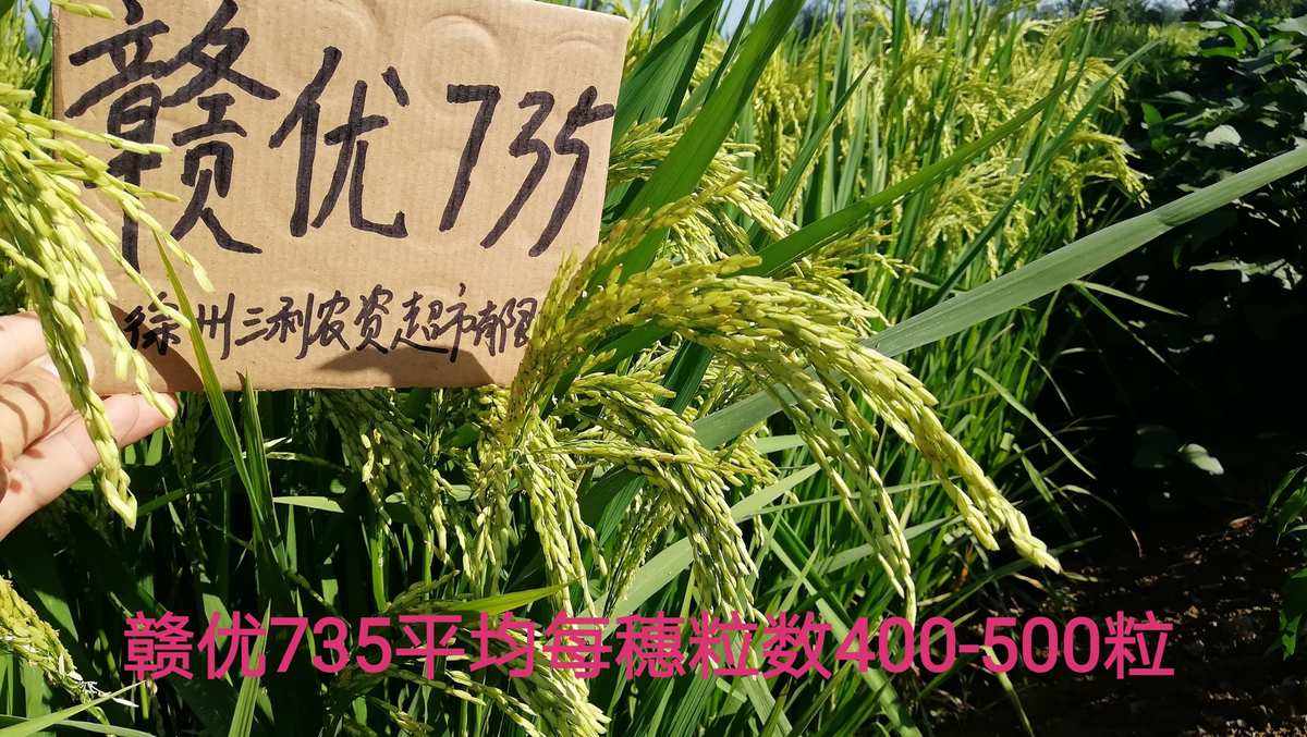 股票的穗型顶 股票顶分型什么意思